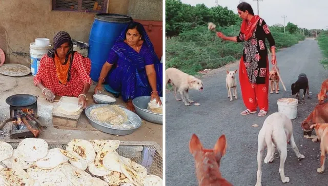 Feed the strays