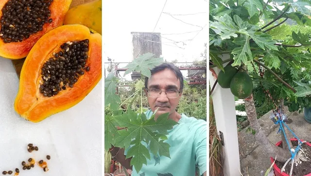 Cultivation Of Papaya