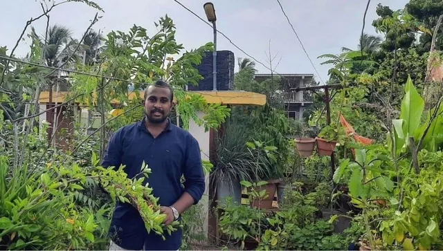 Growing Plants At Home By Mani