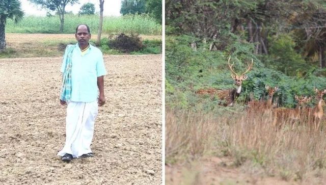 Saving Wild Animals