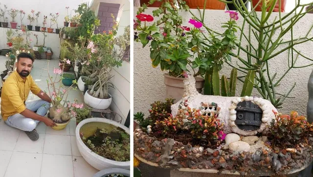 Adenium Garden