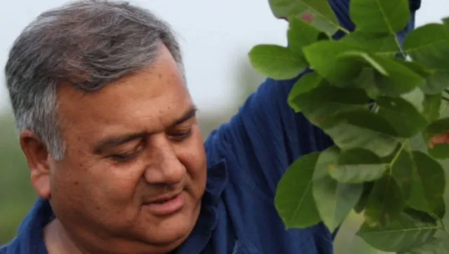 Tree Man Peepal Baba