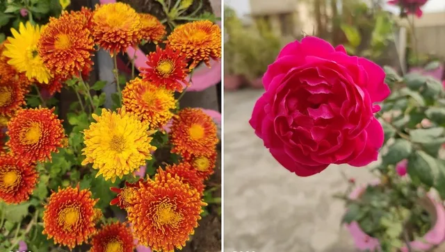 floweres To Grow In Winters