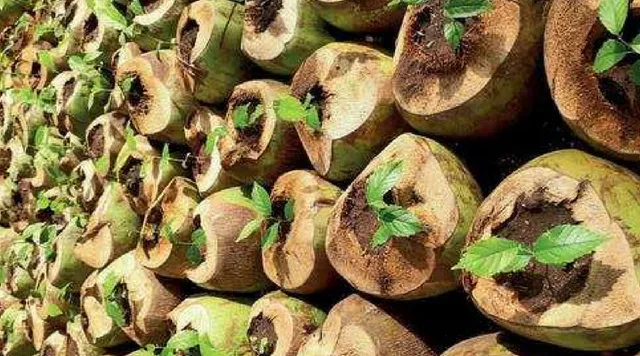 पौधे उगाने के लिए नारियल के खोल का इस्तेमाल, प्लास्टिक-फ्री शहर की दिशा में एक कदम!