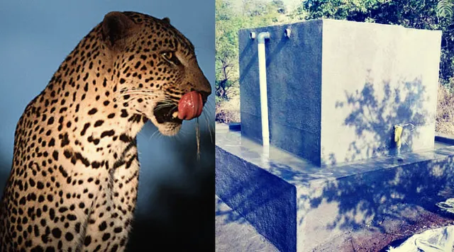 महाराष्ट्र: इस गाँव के किसान तेंदुओं के पानी पीने के लिए बना रहे हैं टैंक!
