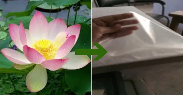 अब पैकेजिंग होगी इको-फ्रेंडली; भारतीय वैज्ञानिकों ने कमल के तने, छाछ और ईसबगोल से किया यह कमाल!