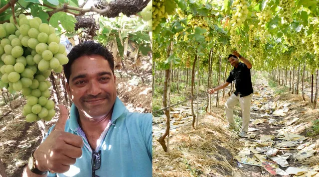 Angoor ki kheti, kisan, paani bachao
