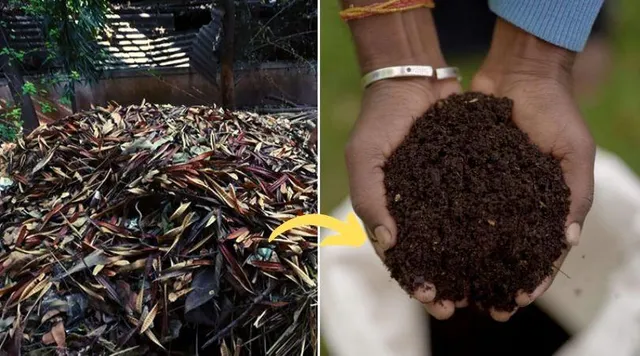 सूखे पत्तों से घर पर बनाइए खाद, एक्सपर्ट्स से जानिए कैसे!
