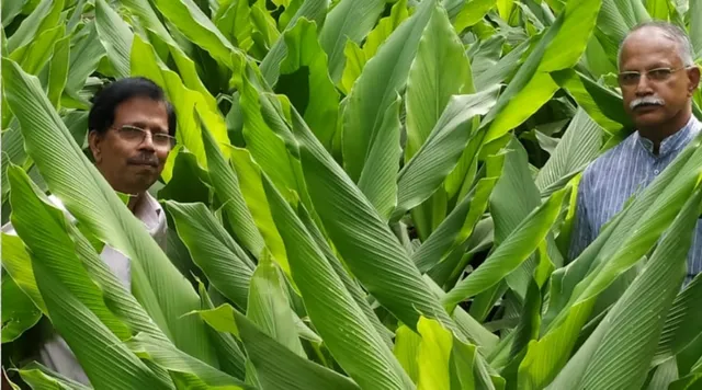 किसानों की मदद और अपना स्टार्टअप, इनसे जानिए घर पर कैसे करें 'कस्तूरी हल्दी' की प्रोसेसिंग!