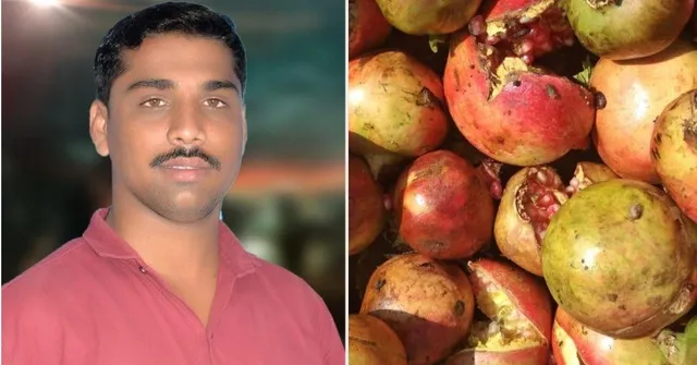 Pomegranate farming
