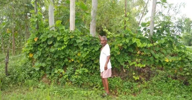 chadrapal singh