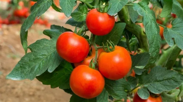 Grow Tomatoes: जानिए जैसे घर में ही उगा सकते हैं ऑर्गेनिक टमाटर