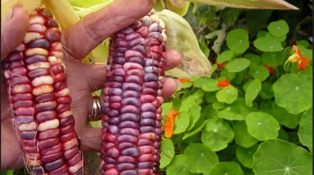 Glass Gem Corn: ये रंग-बिरंगे कॉर्न अब आप अपनी छत या आँगन में भी उगा सकते हैं, जानिए कैसे
