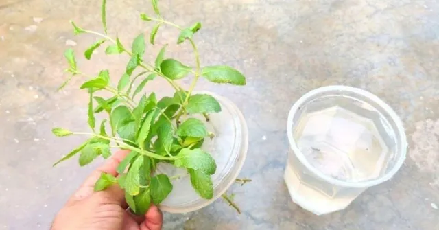 सिर्फ पानी में भी घर पर उगा सकते हैं पुदीना, जानिए कैसे