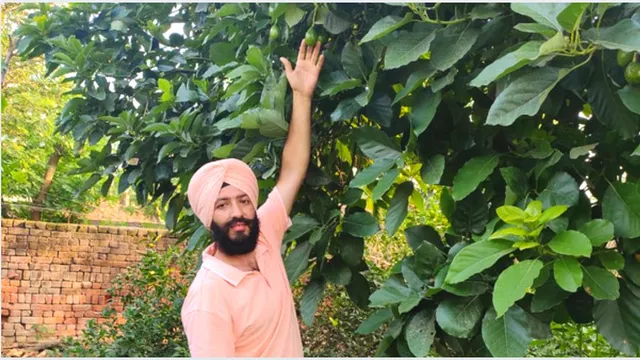 किसानों को एवोकैडो की खेती से जोड़ रहा है पंजाब का यह NRI किसान
