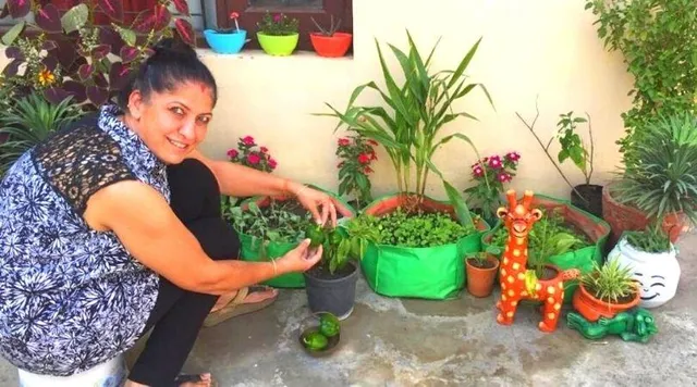 Grow Capsicum: जानिए कैसे छत या बालकनी में उगा सकते हैं शिमला मिर्च