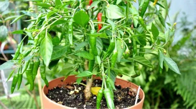 Grow Chilli: बाज़ार से लाई मिर्च से ही घर पर उगाएं हरी मिर्च के पौधे