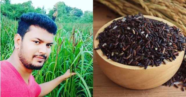black rice farming