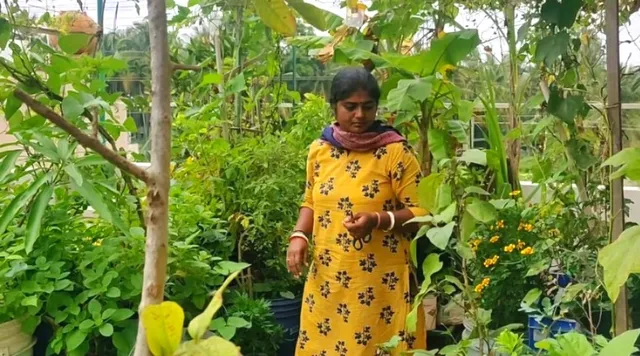 बेंगलुरु: साग-सब्जियों के साथ केला, अनानास, और सीताफल जैसे पेड़ भी मिलेंगे इनकी छत पर