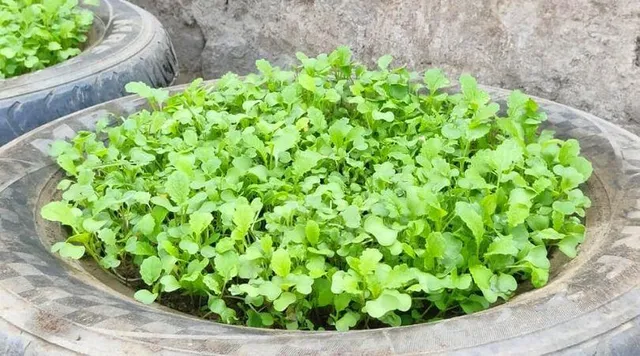 Grow Sarso Ka Saag: इस तरह से घर पर ही उगाएं ताजा और ऑर्गनिक सरसों का साग