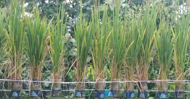 grow rice