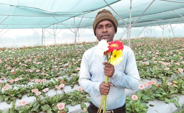 Gerbera Farming