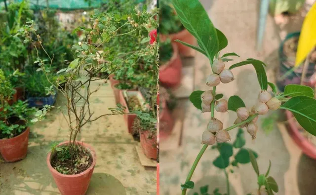 Grow Ashwagandha