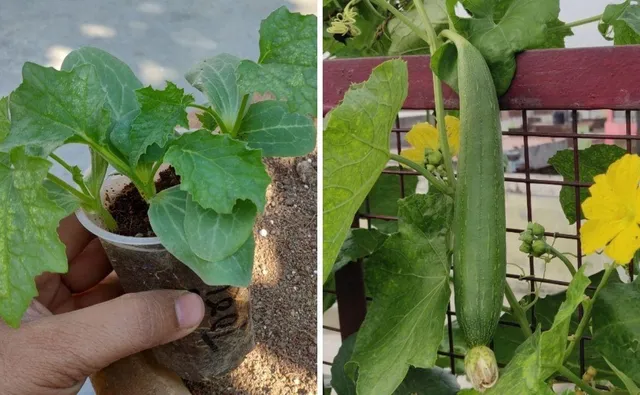 Grow Turai