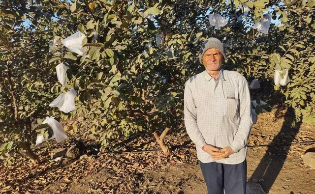 Guava Farming