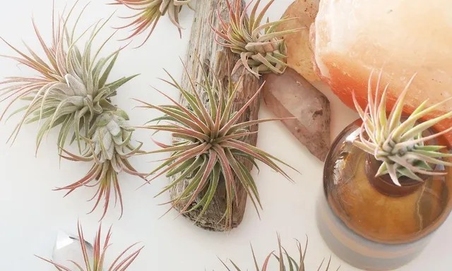 Grow Air Plants At Home