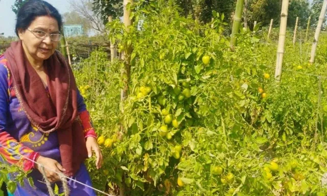 Tomato Farming