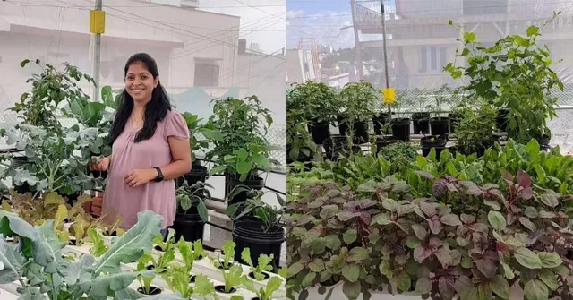 Hydroponic And Aquaponic Farming