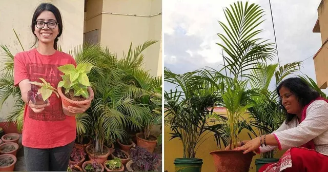 न बीज खरीदें, न पौध, मुफ्त में लाये कटिंग और उगा दिए 400 पेड़-पौधे