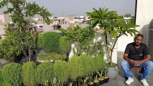 गमलों में लगाए आंवला, अनार, शहतूत और इंसुलिन भी