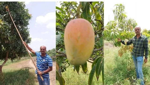 Mango pulp business