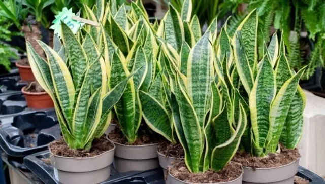 सबसे आसान इनडोर पौधा है Snake Plant, इस तरह लगाएं कटिंग से