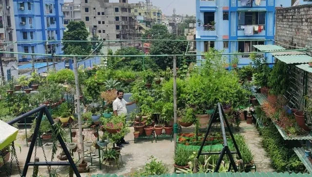 terrace vegetable farming