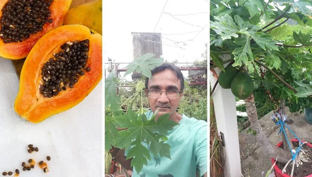 Grow Papaya at home