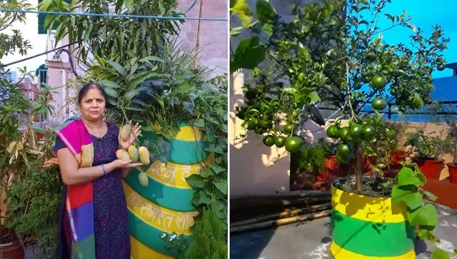 Hariyali Didi Pushpa Sahu growing mango on terrace