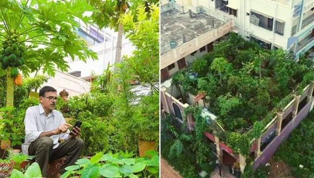 terrace gardening
