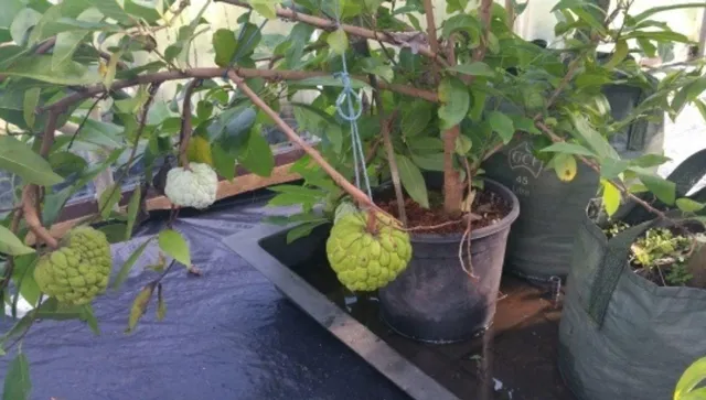 How to Grow Custard Apple