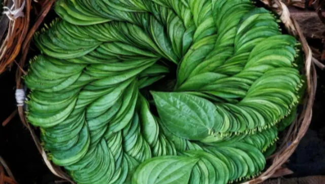 Betel leaves or Paan ka patta (2)