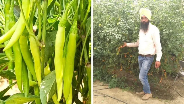 Chilly farming By Punjab Farmer Gurbir Singh