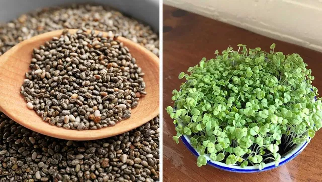 chia seed health benefits