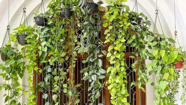 Grow Pothos: न मिट्टी चाहिए, न धूप, बिना नखरे वाले इन पौधों को उगाना भी है उतना ही आसान