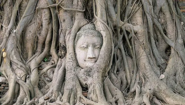 Bodhi Tree
