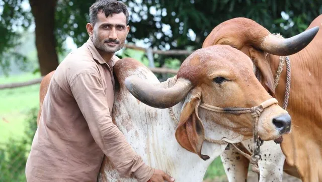 Magan bhai dairy business