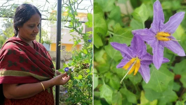 how to grow herbal medicinal plants at home