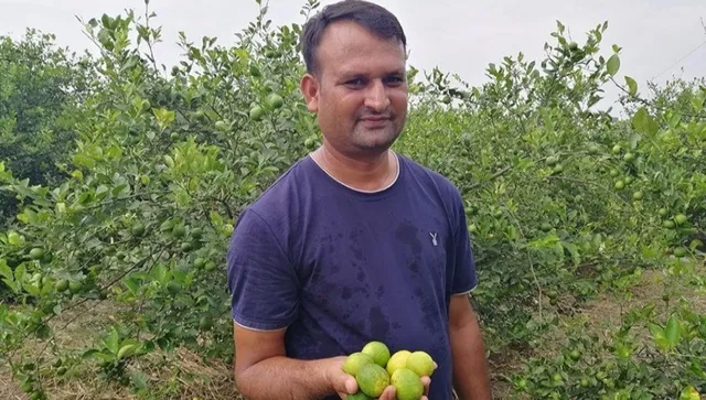 lemon farming
