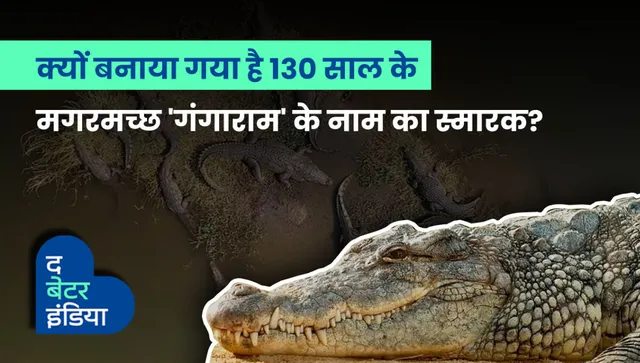gangaram crocodile